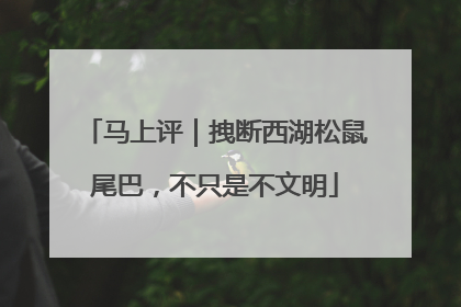 马上评｜拽断西湖松鼠尾巴，不只是不文明